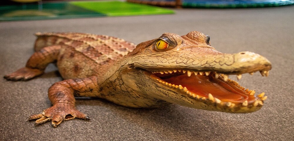 Crocodile_Yakapark
